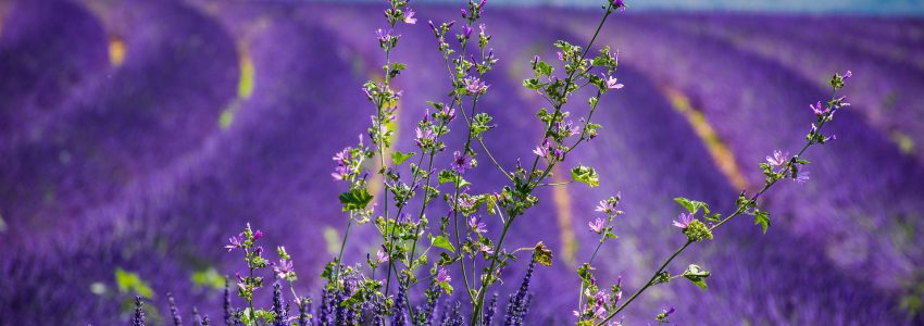 hd-wallpaper-g45e0fd358_1920 (1)